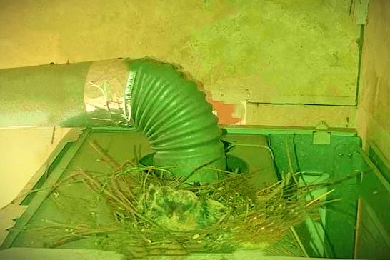 لانه سازی پرنده روی پکیج و خطای 40 60 80 در پکیج ایران رادیاتور